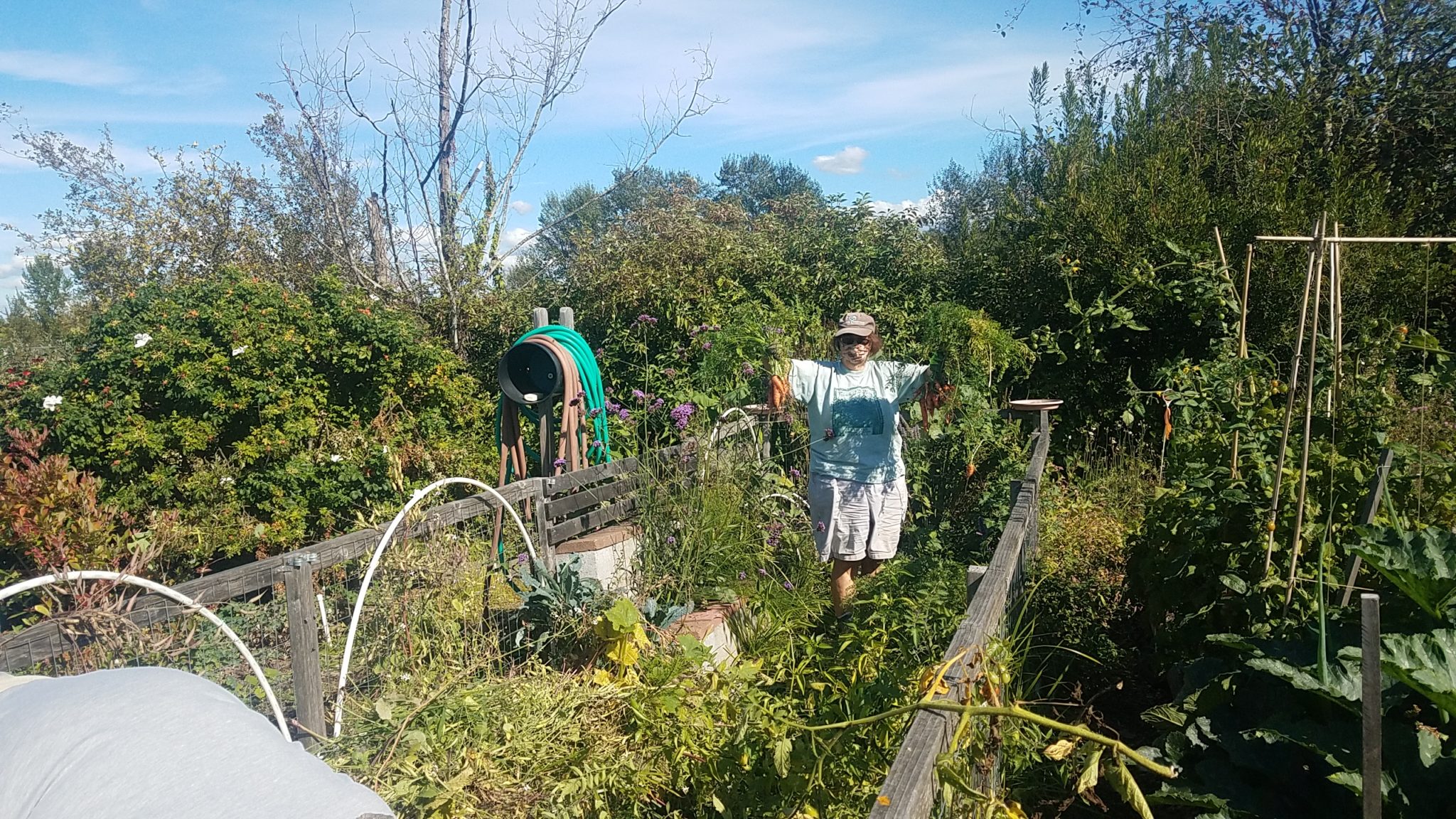 p-patch-food-bank-gardening-magnuson-community-garden